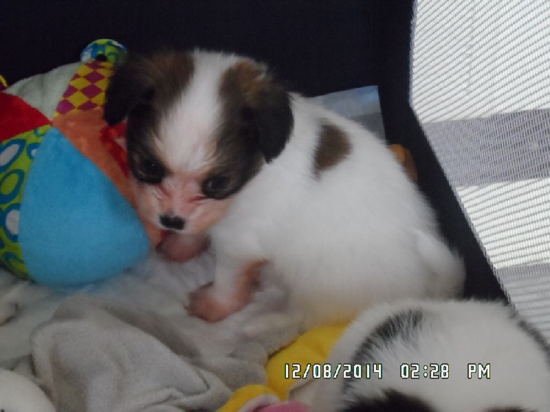 Jepp De La Vallée De La Py