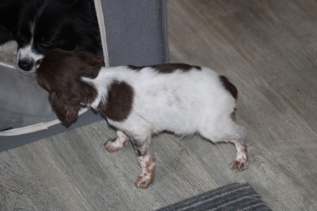 Toto De La Vallée De La Py