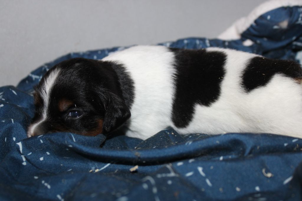 Publication : De La Vallée De La Py