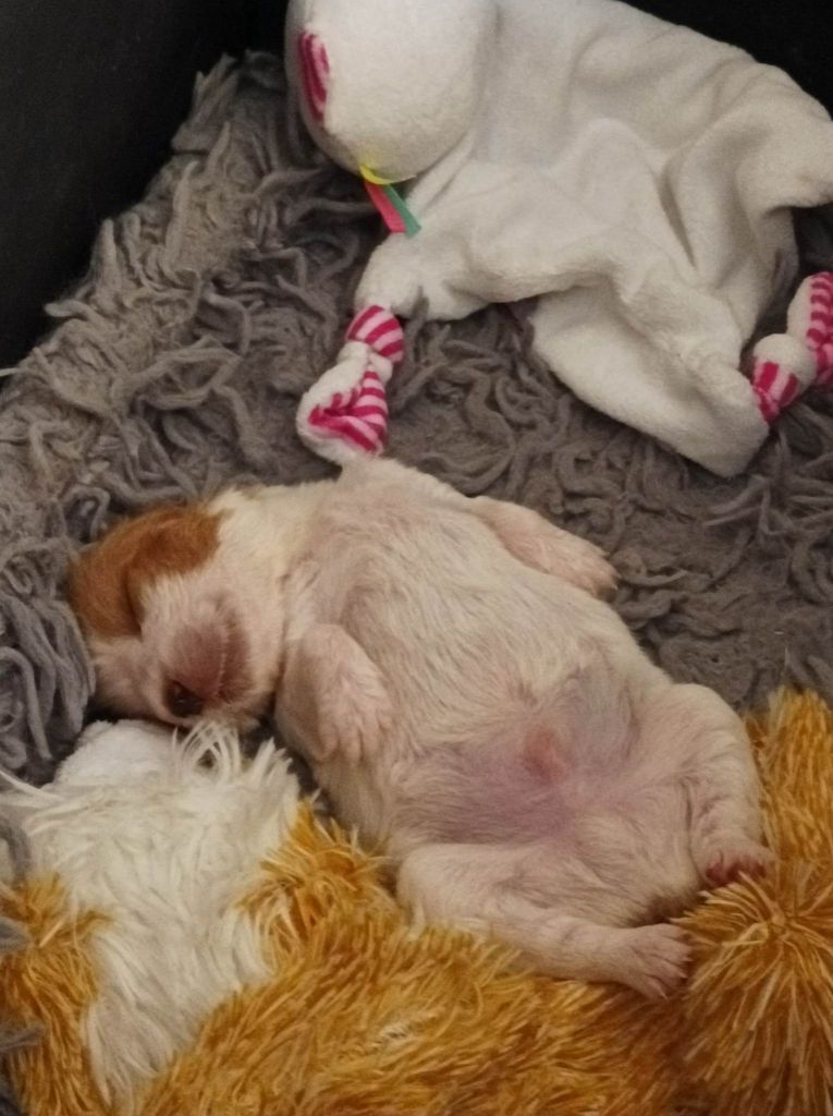 Tcho De La Vallée De La Py