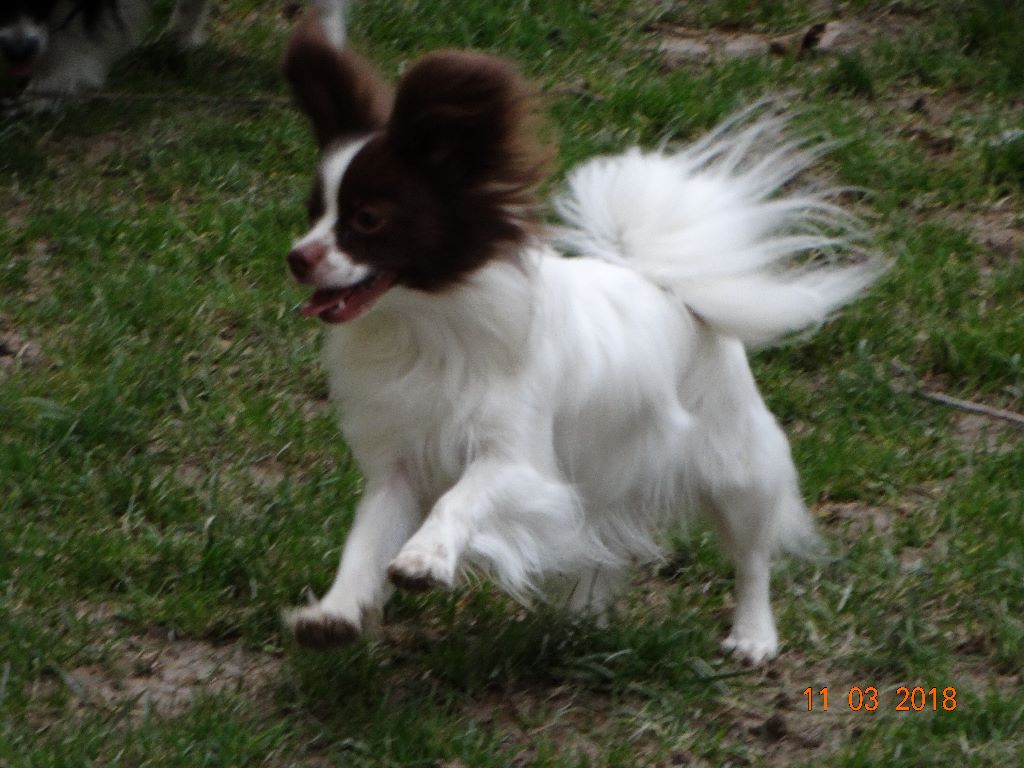 Mirabelle De La Vallée De La Py