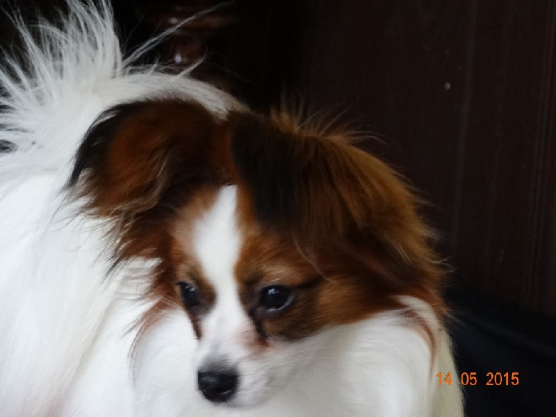 Jepp De La Vallée De La Py