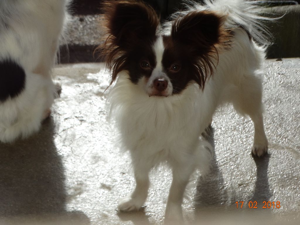 Mirabelle De La Vallée De La Py