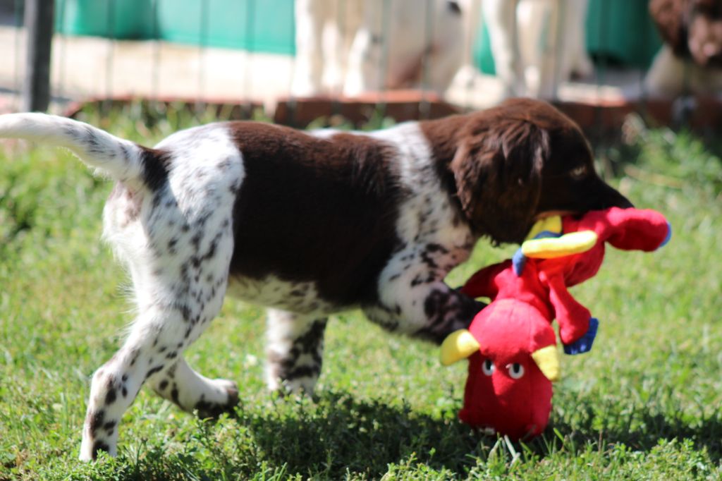 Alpha De La Vallée De La Py