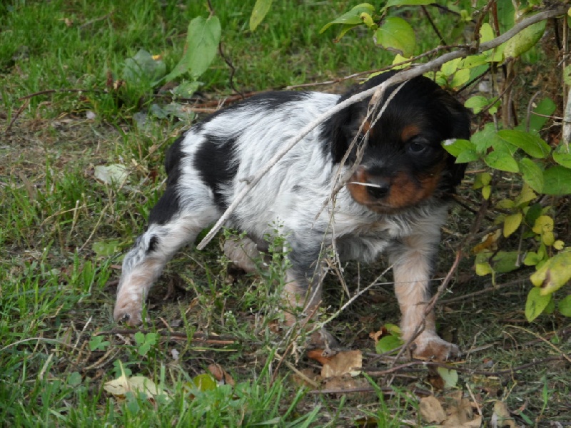 Harper De La Vallée De La Py