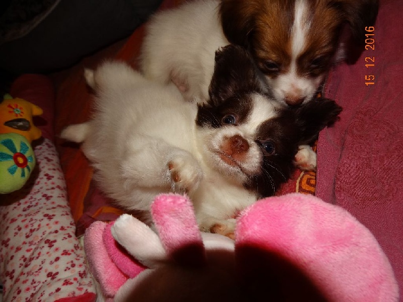 Mirabelle De La Vallée De La Py