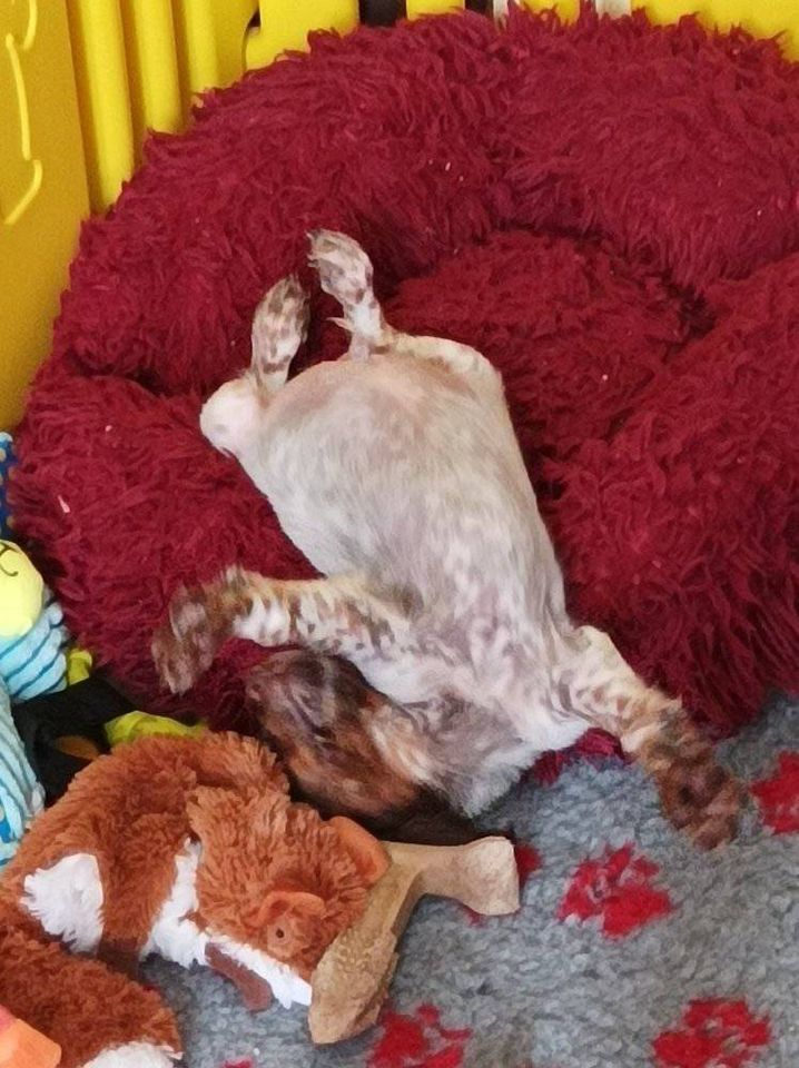 Toto De La Vallée De La Py