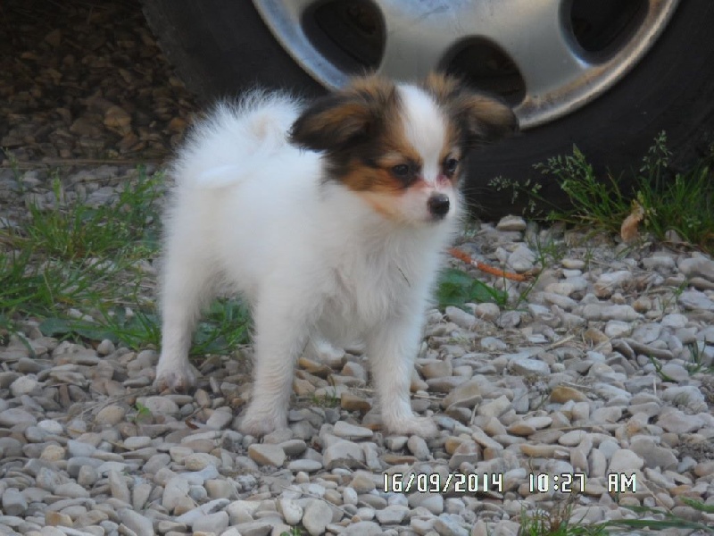 Jepp De La Vallée De La Py