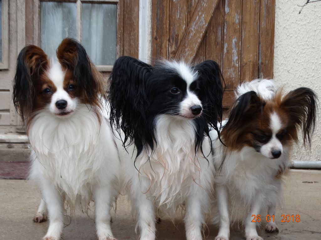 Jepp De La Vallée De La Py