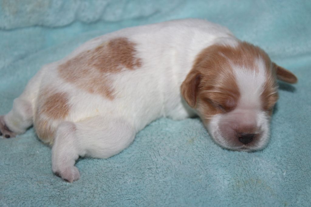 Artus De La Vallée De La Py