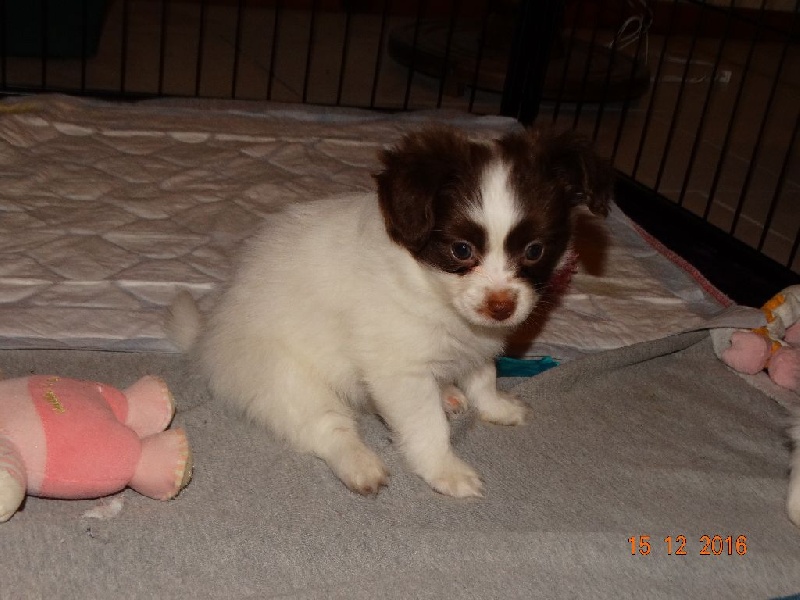 Mirabelle De La Vallée De La Py