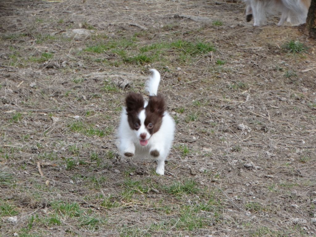 Mirabelle De La Vallée De La Py