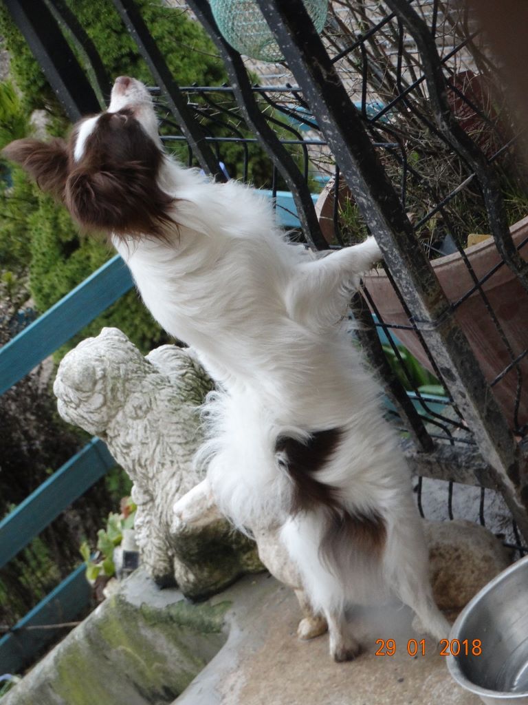 Mirabelle De La Vallée De La Py