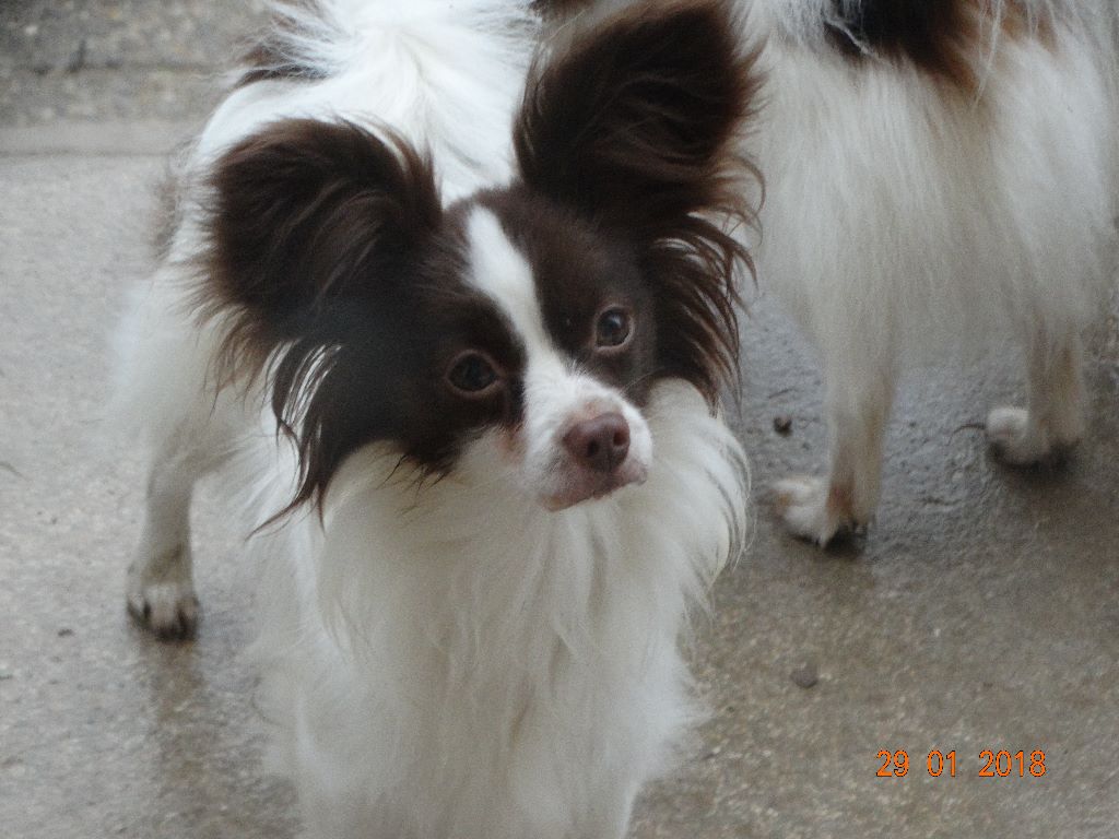 Mirabelle De La Vallée De La Py