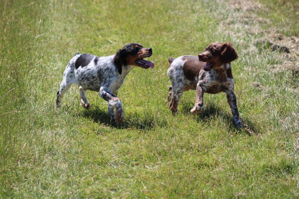 Toto De La Vallée De La Py