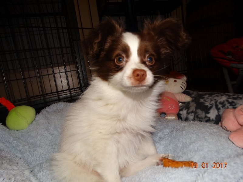 Mirabelle De La Vallée De La Py