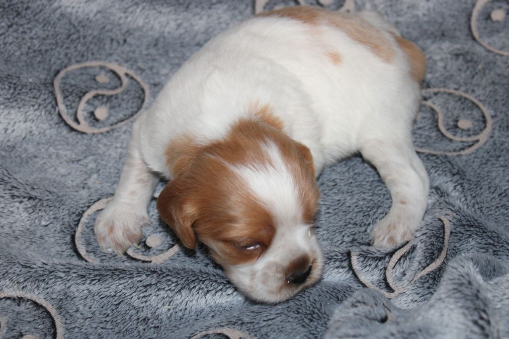 Artus De La Vallée De La Py