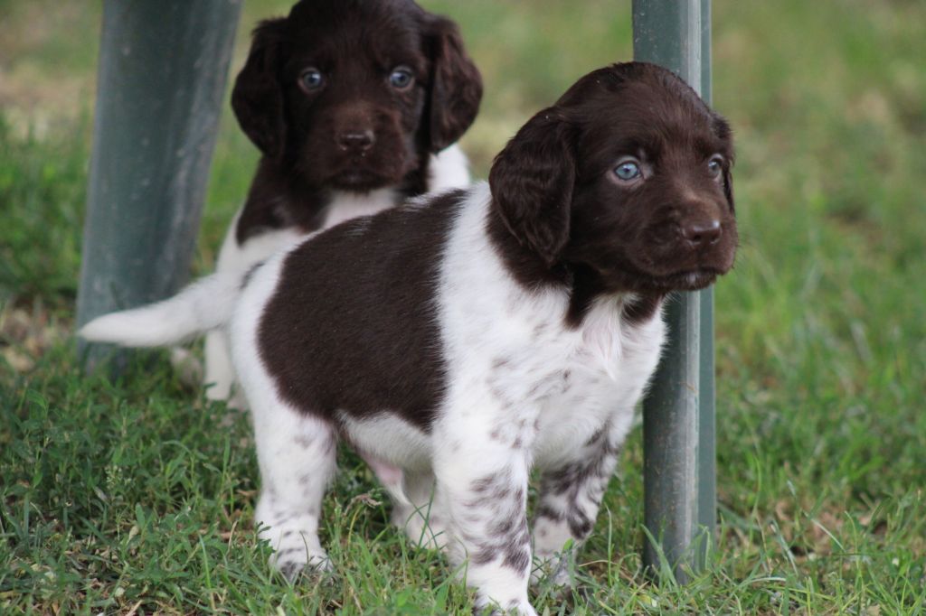 Alpha De La Vallée De La Py