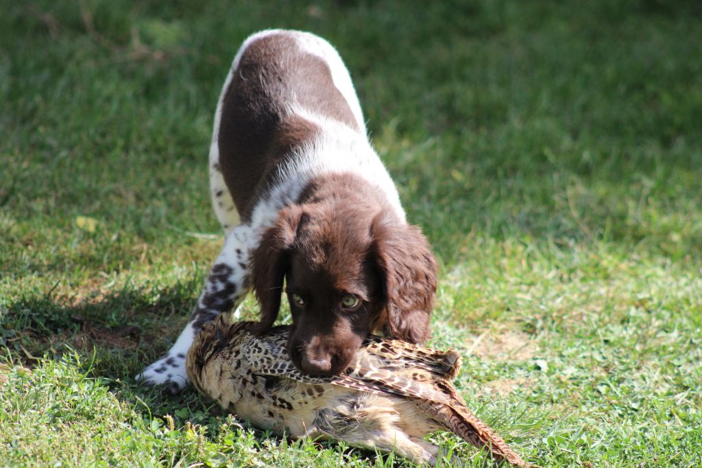 Alpha De La Vallée De La Py