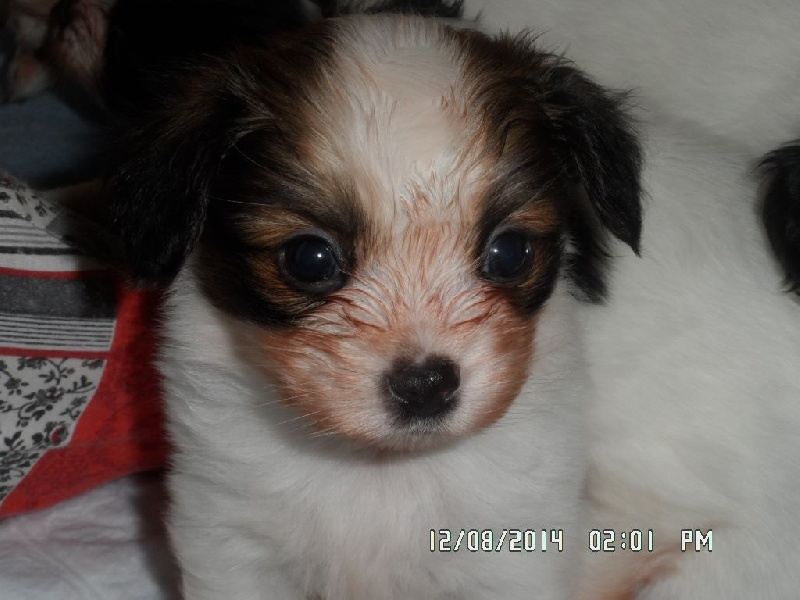 Jepp De La Vallée De La Py