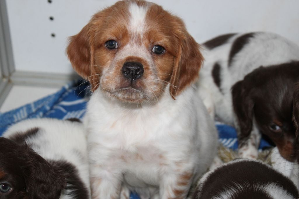 Artus De La Vallée De La Py