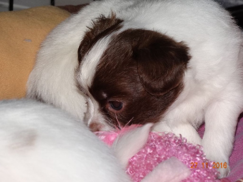 Mirabelle De La Vallée De La Py