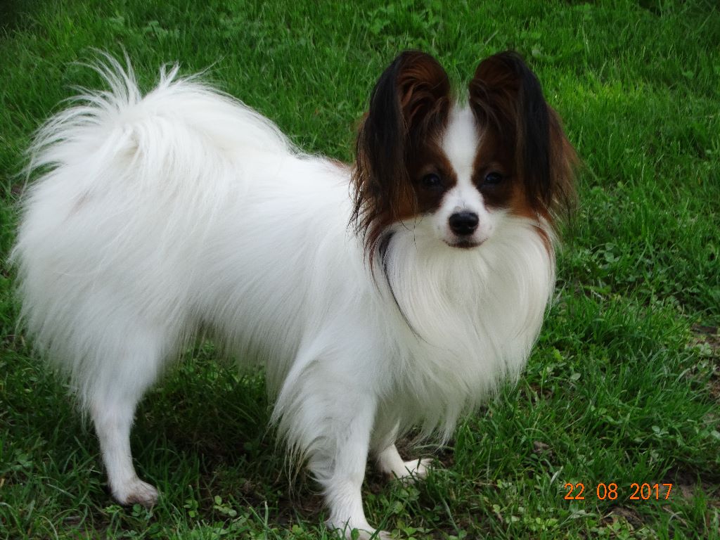 Jepp De La Vallée De La Py