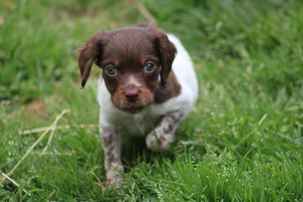 Toto De La Vallée De La Py