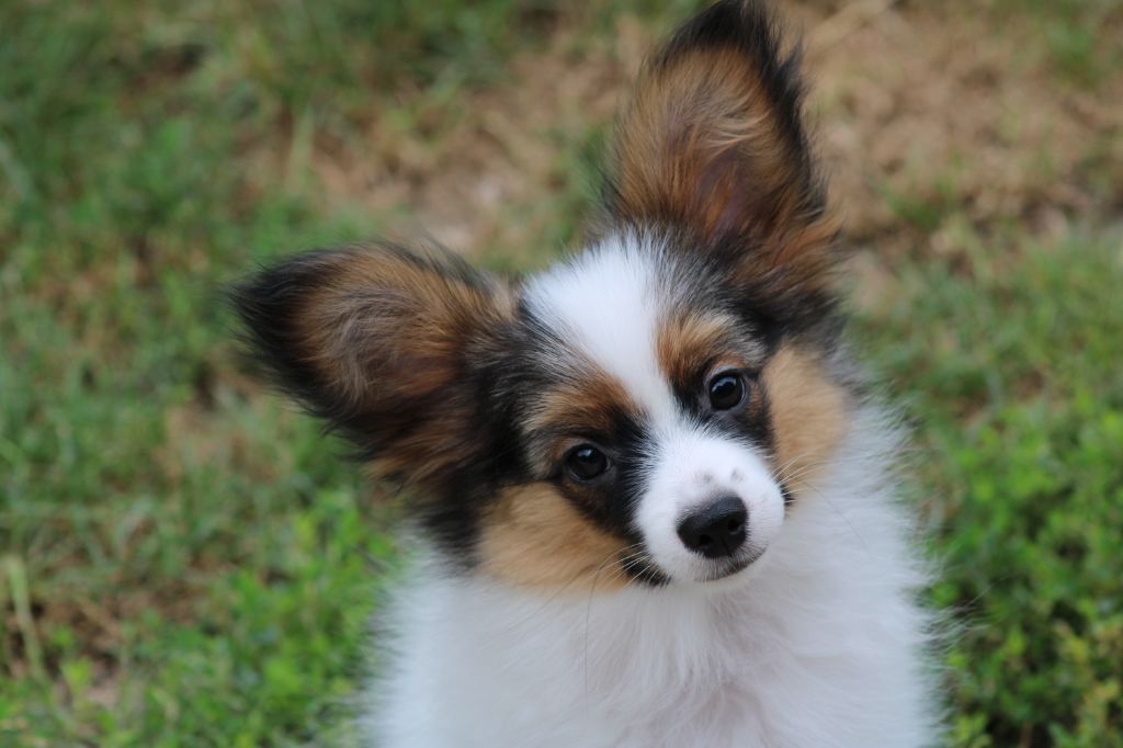 Ricky De La Vallée De La Py