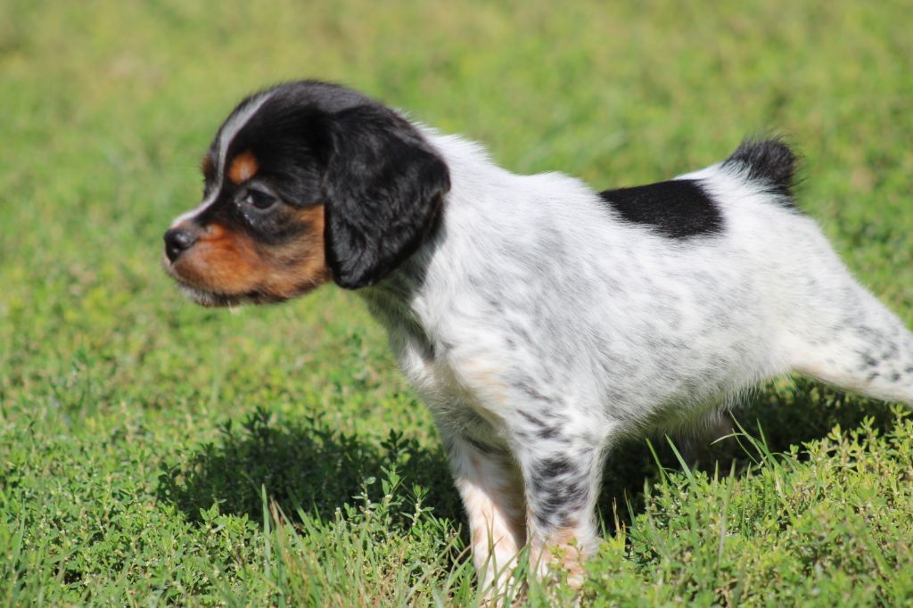 Publication : De La Vallée De La Py