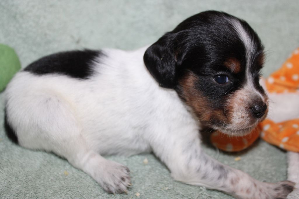 Publication : De La Vallée De La Py