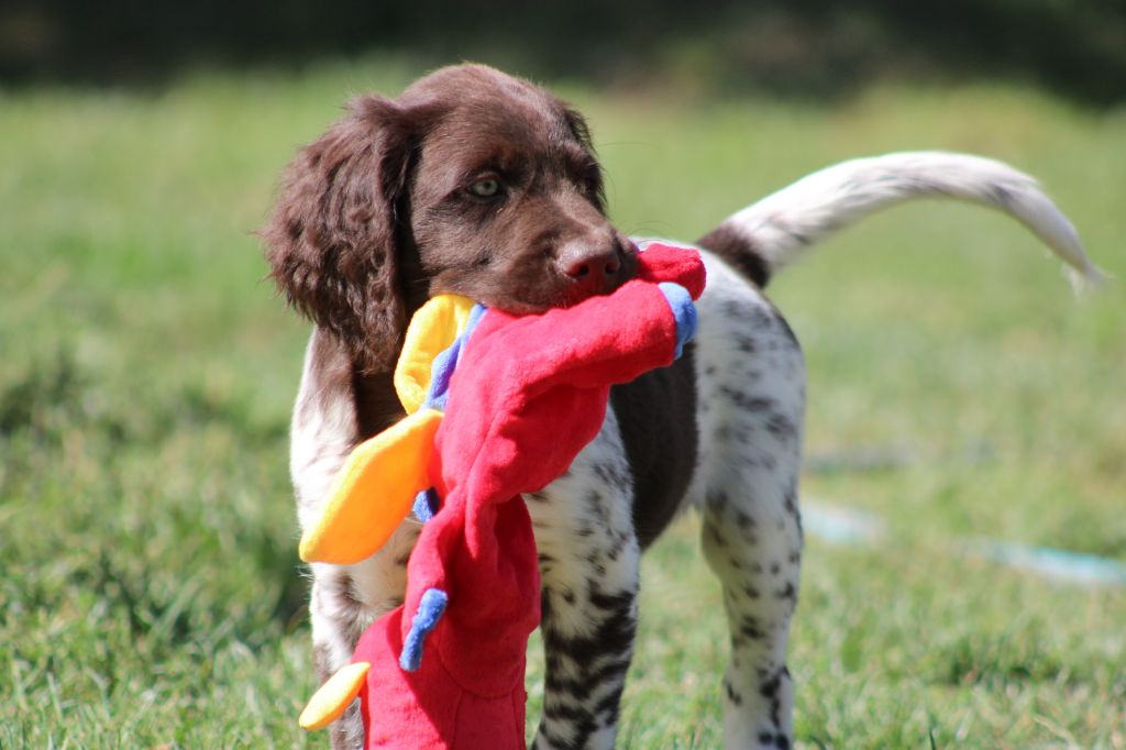 Alpha De La Vallée De La Py