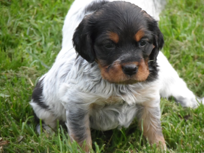 Harper De La Vallée De La Py