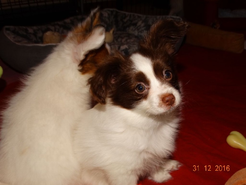 Mirabelle De La Vallée De La Py