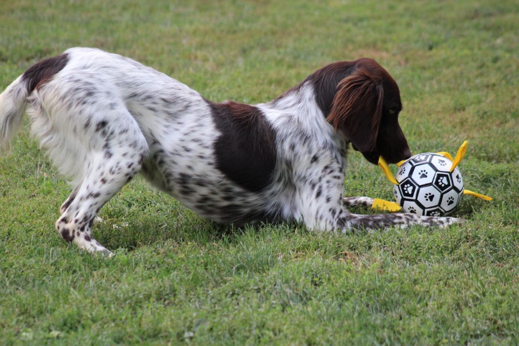 Violette De La Vallée De La Py