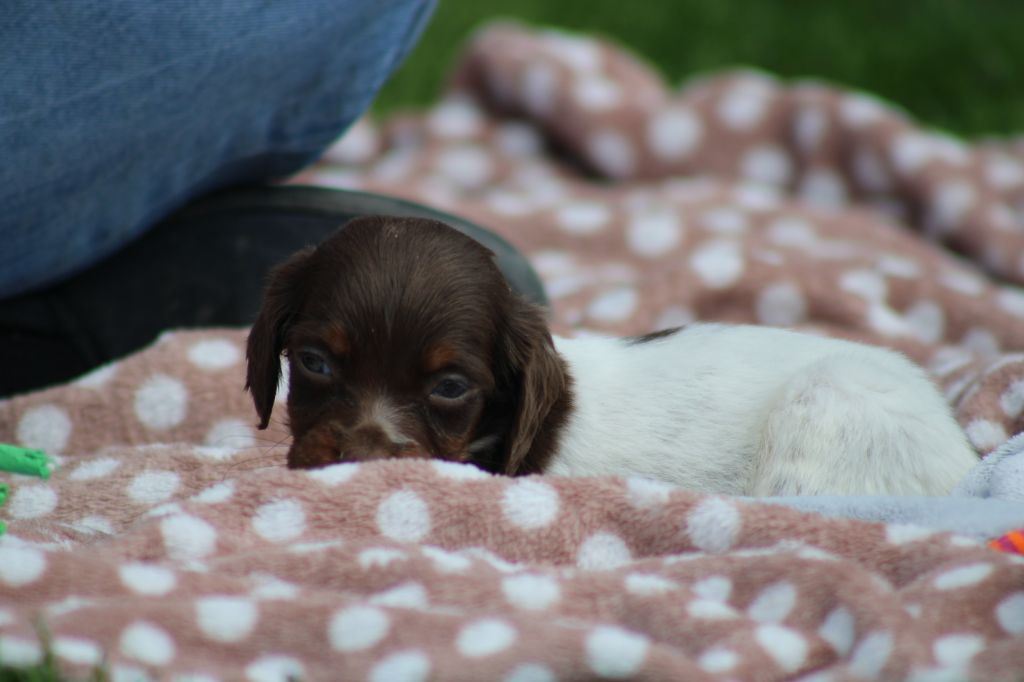 Toto De La Vallée De La Py