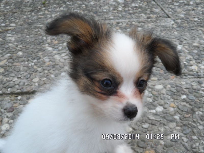 Jepp De La Vallée De La Py