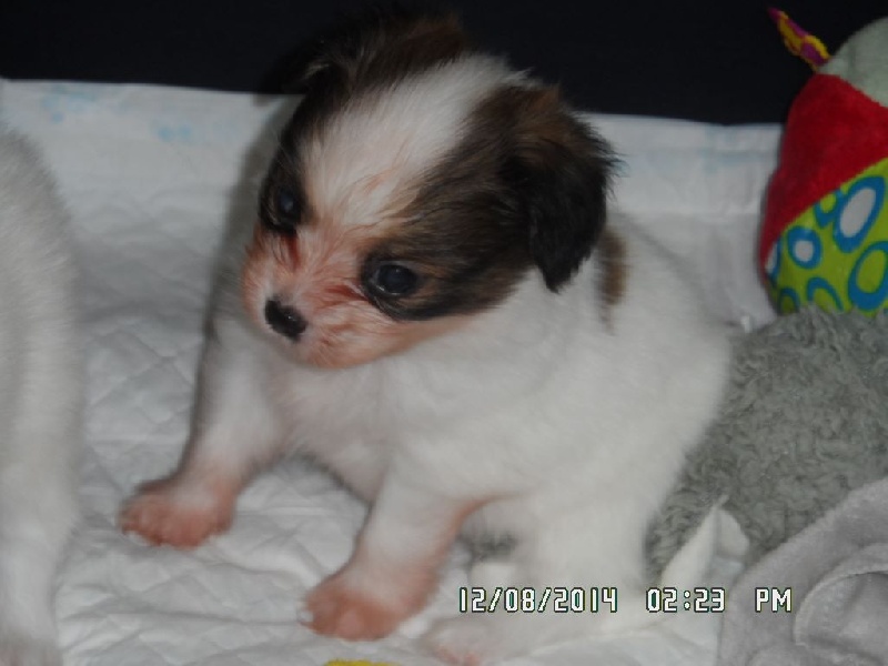 Jepp De La Vallée De La Py