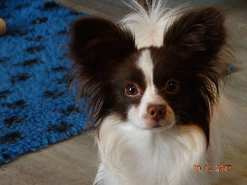 Mirabelle De La Vallée De La Py