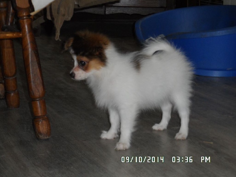 Jepp De La Vallée De La Py