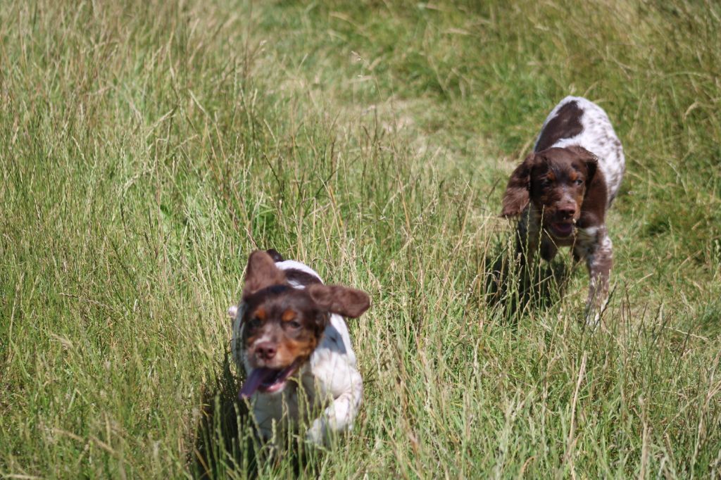 Toto De La Vallée De La Py