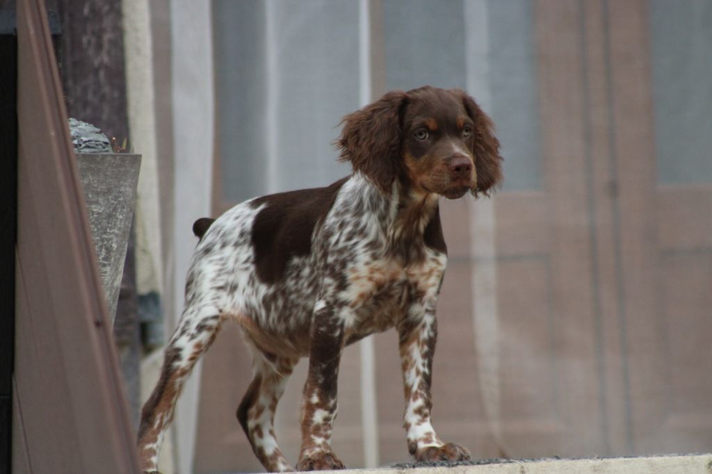 Toto De La Vallée De La Py