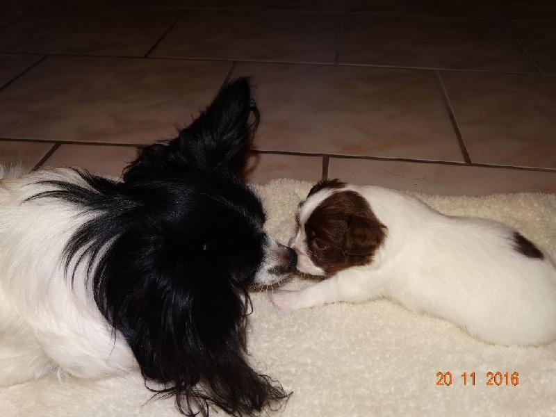 Mirabelle De La Vallée De La Py