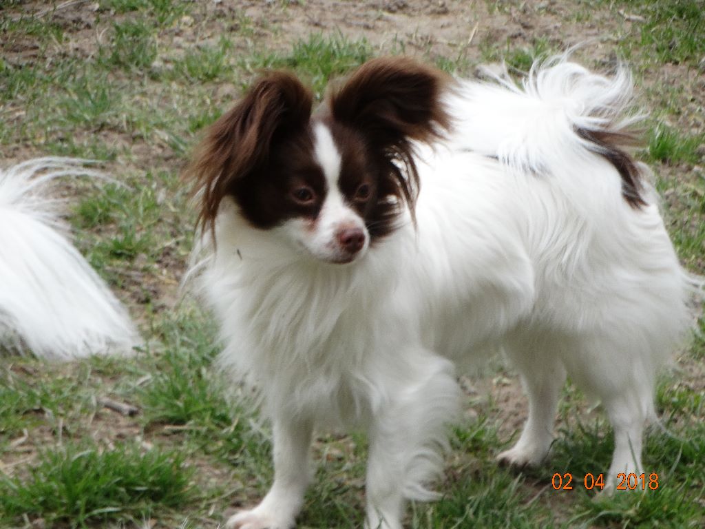 Mirabelle De La Vallée De La Py