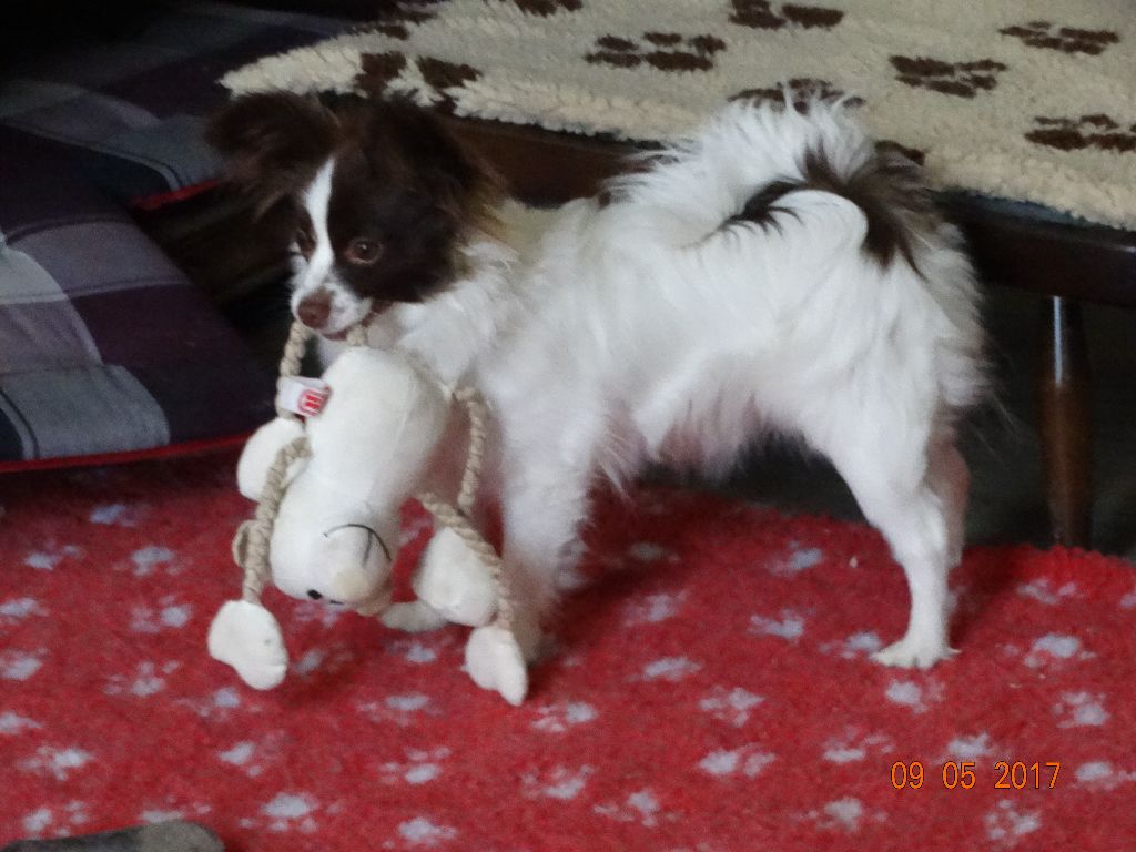 Mirabelle De La Vallée De La Py