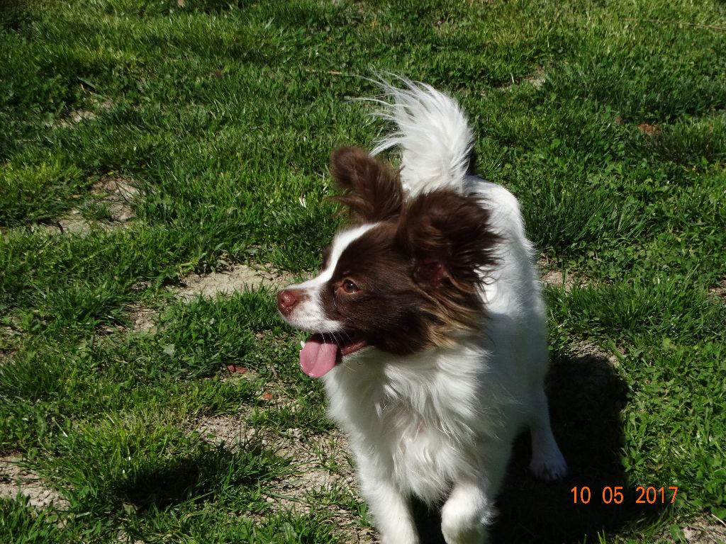 Mirabelle De La Vallée De La Py