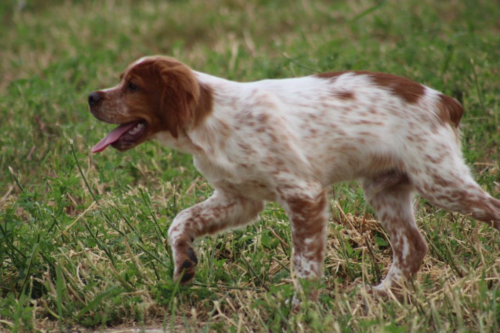 Artus De La Vallée De La Py