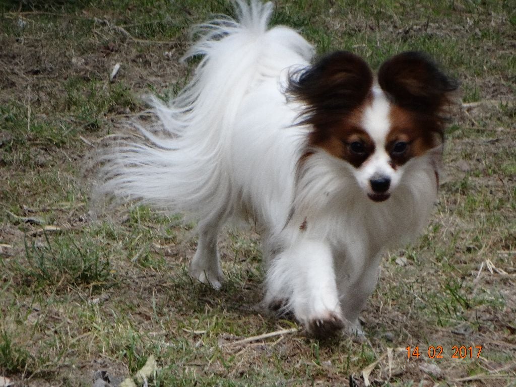 Jepp De La Vallée De La Py