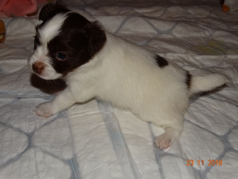 Mirabelle De La Vallée De La Py