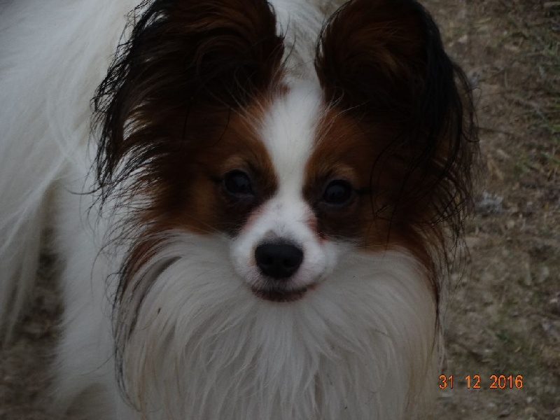 Jepp De La Vallée De La Py